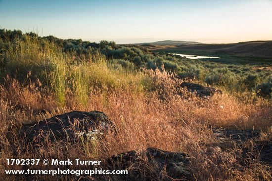 Cushion Fleabane among Cheatgrass w/ Bluebunch Wheatgrass & Sagebrush