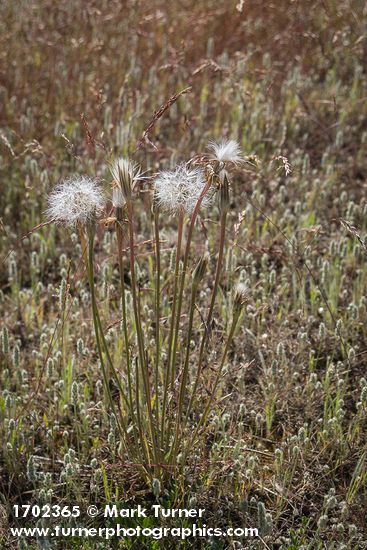 False Agoseris in seed among Woolly Plantain