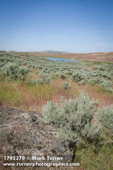 Sagebrush among grasses near Susan Lake