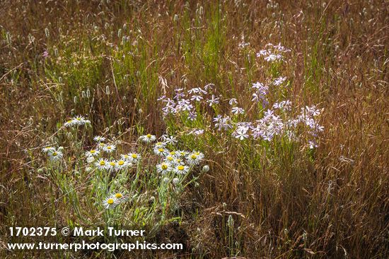 Shaggy Fleabane, Longleaf Phlox among Cheatgrass