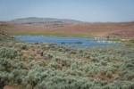 Sagebrush among grasses near Susan Lake