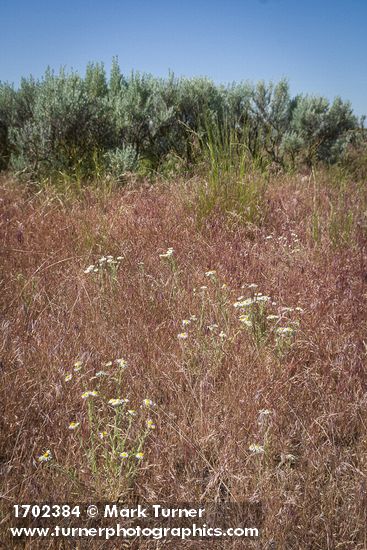 Shaggy Fleabane, Bluebunch Wheatgrass among Sagebrush & Cheatgrass near Susan Lake