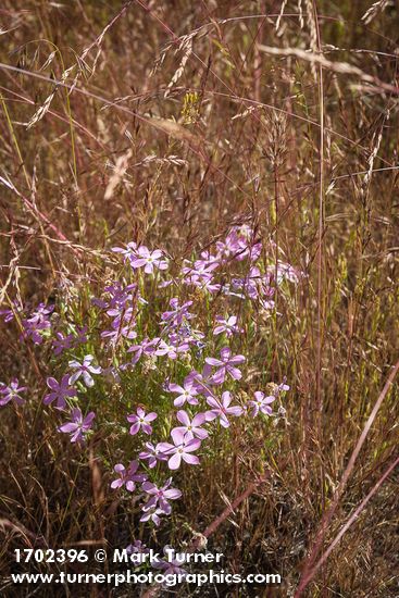 Longleaf Phlox among Cheatgrass near Susan Lake