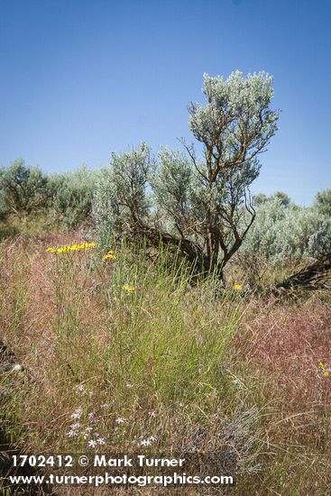 Longleaf Phlox, Bluebunch Wheatgrass, Slender Hawksbeard, Sagebrush among Cheatgrass