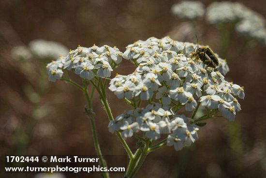 Mating beetles on Yarrow blossoms