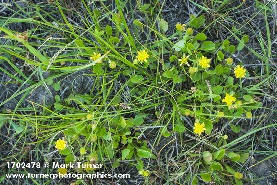 Greater Creeping Spearwort