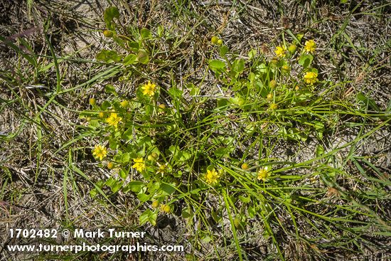 Greater Creeping Spearwort