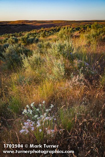 Longleaf Phlox, Shaggy Fleabane, Sagebrush at sunset