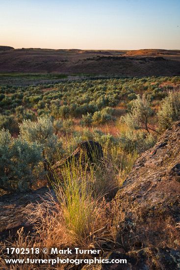 Bluebunch Wheatgrass among Sagebrush at sunset