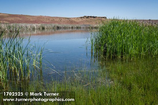 White Water Buttercups among Baltic Rushes, Cattails at edge of shallow lake