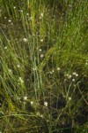 White Water Buttercups among Baltic Rushes