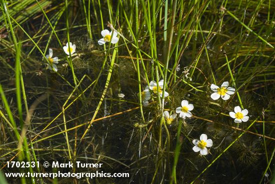 White Water Buttercups