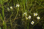 White Water Buttercups