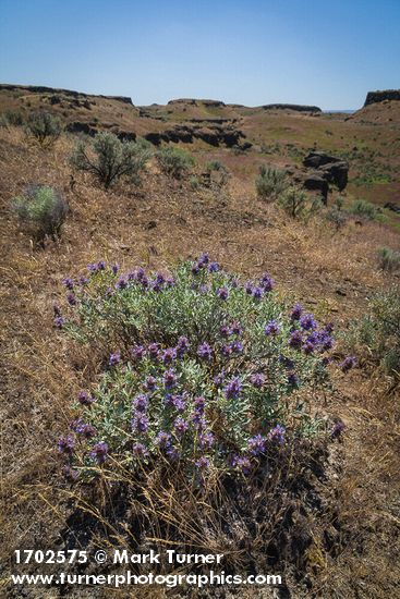 Purple Sage
