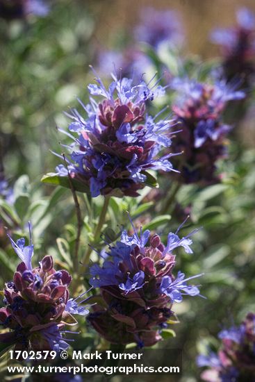 Purple Sage blossoms