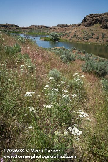 Yarrow, Cheatgrass, Sagebrush on slope above Pillar Lake