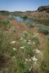 Yarrow, Cheatgrass, Sagebrush on slope above Pillar Lake