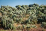 Sagebrush