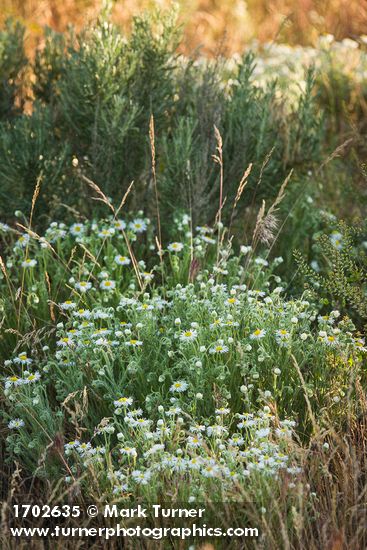Shaggy Fleabane