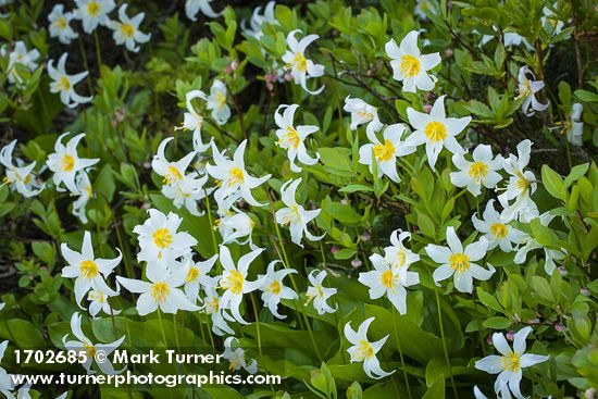 Avalanche Lilies