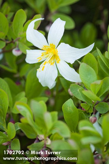 Avalanche Lily blossom among Cascade Blueberries