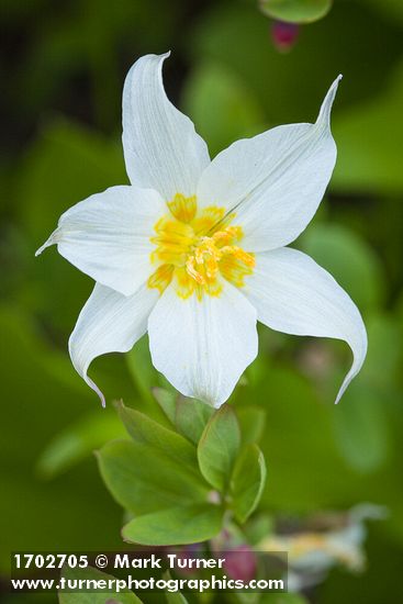Avalanche Lily blossom detail