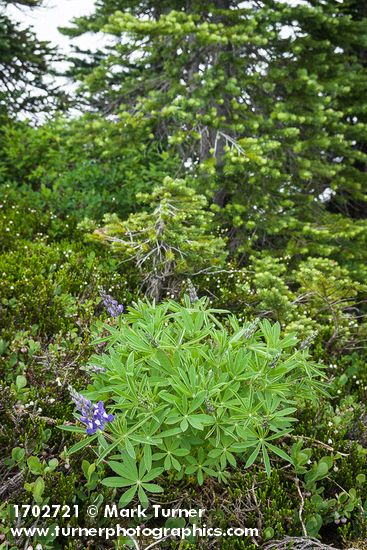 Broadleaf Lupine, White Heather at bawse of Subalpine Fir
