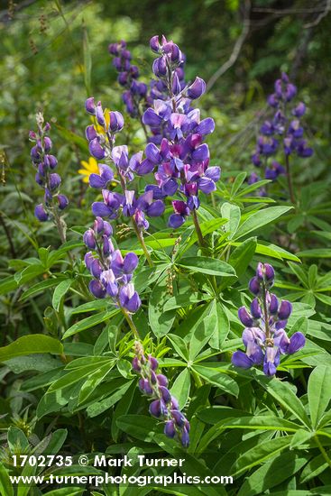 Broadleaf Lupine