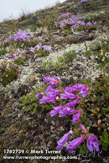 Davidson's Penstemon among lichens