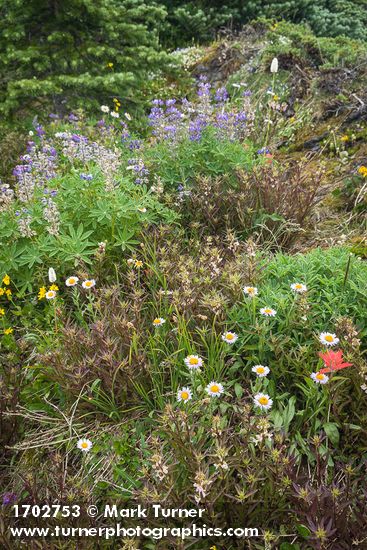 Wandering Daisies, Broadleaf Lupines, Giant Red Paintbrush, Sickletop Lousewort