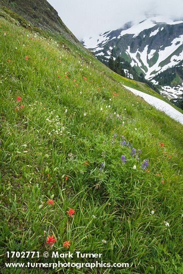 Giant Red Paintbrush & Columbia Lily among meadow grasses & sedges
