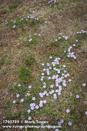 Spreading Phlox
