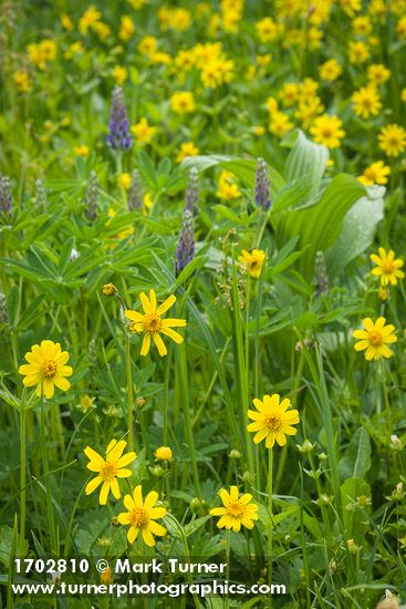 Mountain Arnica