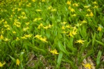 Glacier Lilies