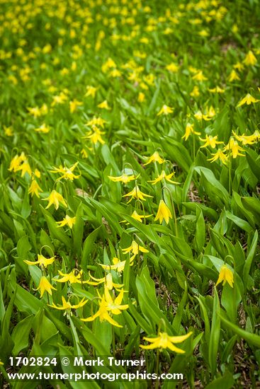 Glacier Lilies