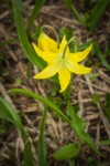 Glacier Lily blossom w/ raindrops