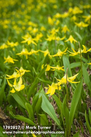 Glacier Lilies