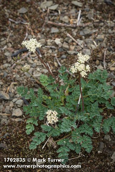 Cascade Desert-parsley