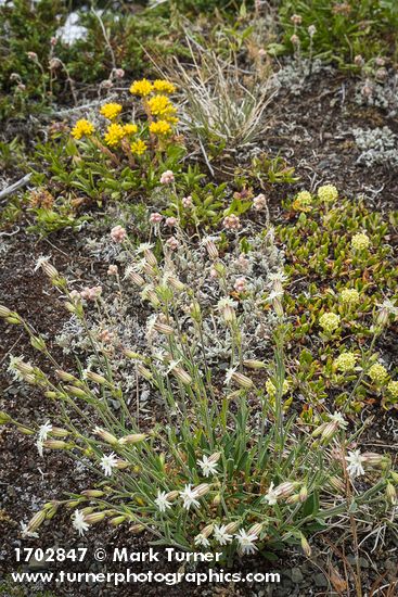 Parry's Catchfly w/ Rosy Pussytoes, Sulphur Eriogonum, Spearleaf Stonecrop