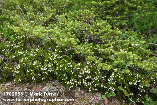 White Heather at base of Subalpine Fir