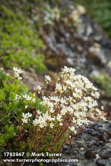 Spotted Saxifrage
