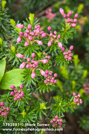 Pink Mountain-heather buds & foliage detail
