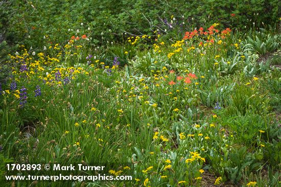 Mountain Arnica, Giant Red Paintbrush, Showy Sedge, Broadleaf Lupine, American Bistort