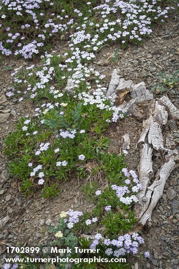 Spreading Phlox