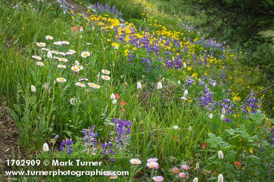Wandering Daisies in meadow w/ Broadleaf Lupines & American Bistort
