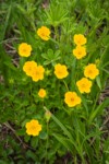 Fan-leaf Cinquefoil