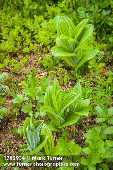 Green Corn Lilies new foliage