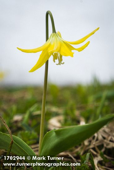 Glacier Lily