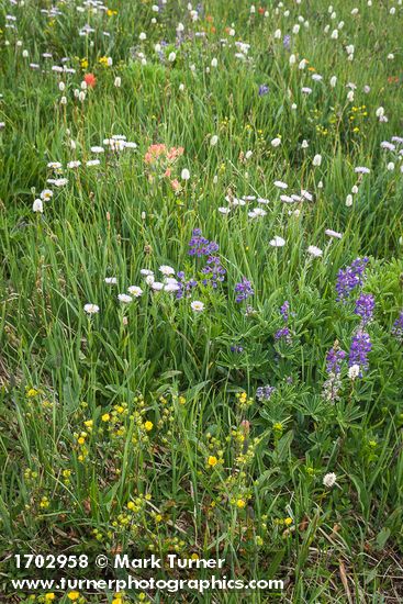 Wandering Daisies, Broadleaf Lupines, American Bistort, Sticky Cinquefoil in meadow