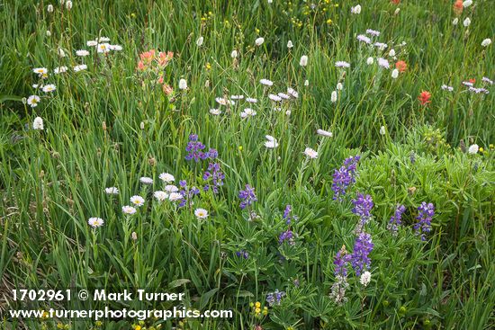 Wandering Daisies, Broadleaf Lupines, American Bistort, Giant Red Paintbrush, Showy Sedge in meadow